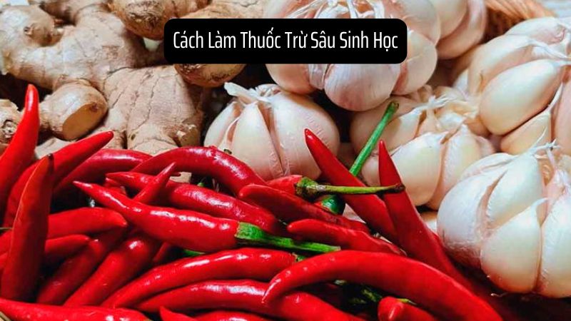 Cách Làm Thuốc Trừ Sâu Sinh Học