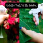 Cách Làm Thuốc Trừ Sâu Sinh Học