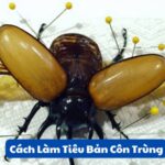 Cách Làm Tiêu Bản Côn Trùng