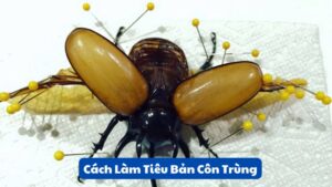 Cách Làm Tiêu Bản Côn Trùng