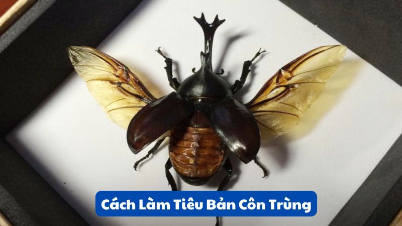 Cách Làm Tiêu Bản Côn Trùng